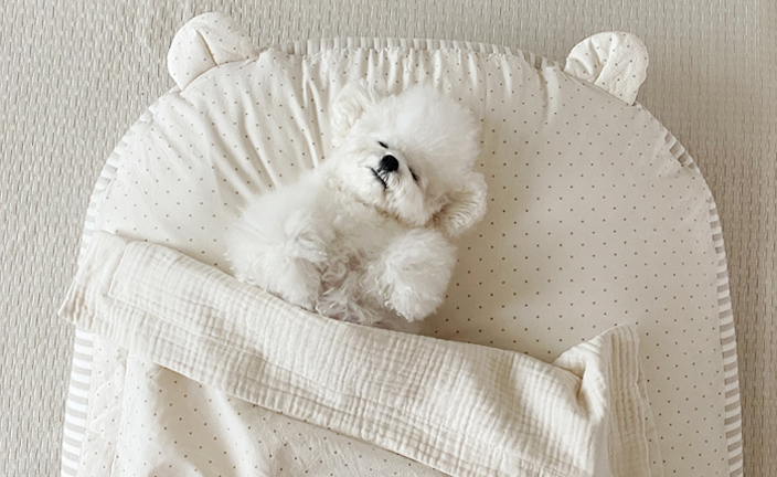 우유식빵곰쿠션